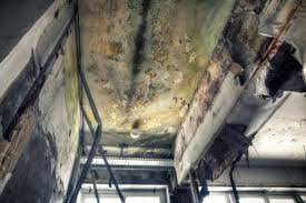 Best Asbestos and Lead Testing During Mold Inspection  in Bellevue, WA